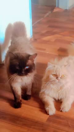 Himalayan and Persian pair