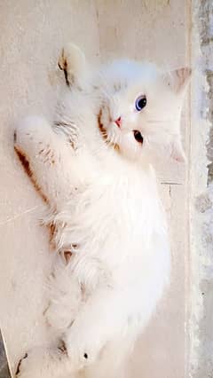 Fully trained Persian male cat age 1 and 4 Months
