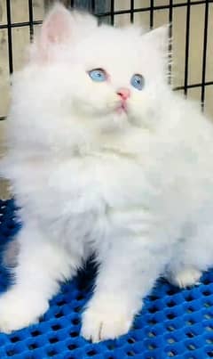 Persian hamalian british punch face piki face cat 03250387943