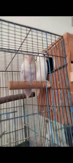 lovebirds