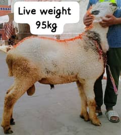 Qurbani k Liye Chatry for sel