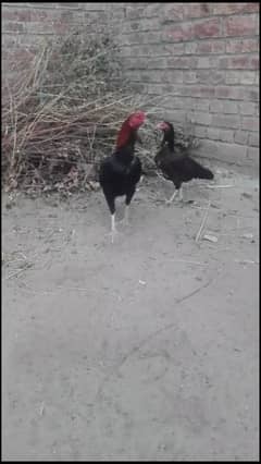 Only hen for sale