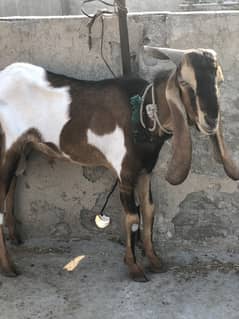 Bakra