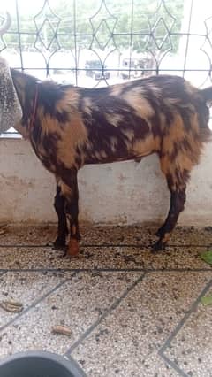 Goat / Bakra / Healthy Goats / Desi / Bkary / Goats for sale
