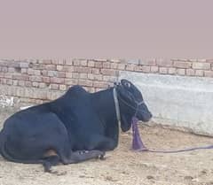 Qurbani ky wachey