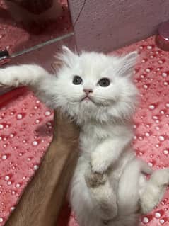2 Female kitten