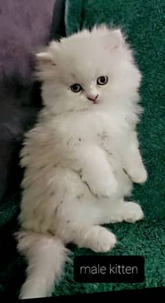 fluffy | kitten | fancy Cat | baby | low price | 3 coated