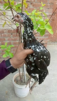Aseel Sindhi Nasal Hens & Cocks for Sale – Pure Home-Bred