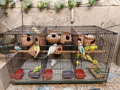 9 pairs of Budgies and one Large cage with 3 compartments