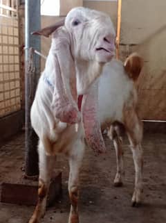 Gulabi