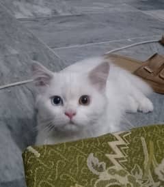 Cat for Sale | different coloured eyes Female Cat