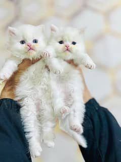 fluffy | kitten | fancy Cat | baby | low price | 3 coated