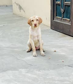 Labradour female puppy