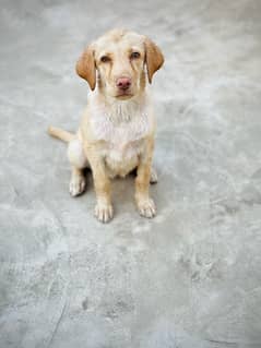 Labradour female puppy
