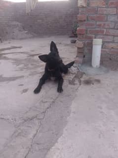 Dog For Sale