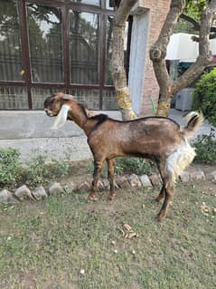 BAKRA