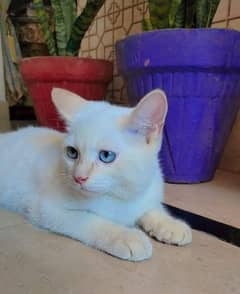 Persian