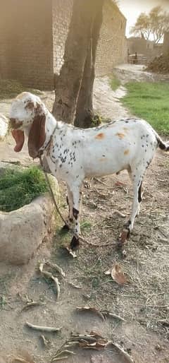 Bakra