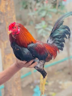 Desi murga 2 murgy hai jori Ghar k paly hue healthy
