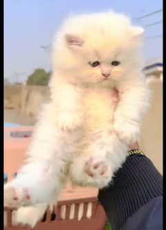 fluffy | kitten | fancy Cat | baby | low price | 3 coated