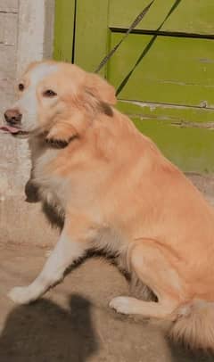 Young male dog ready to cross Nova Scotia Duck Tolling Retriever