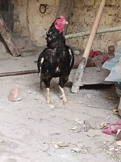 Breeder mushka pair and white female female available for sale