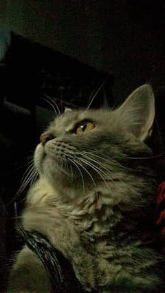 Persian cat