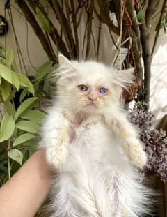 kitten