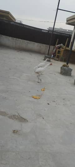 Aseel