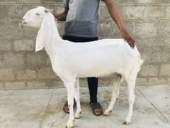 Bakri