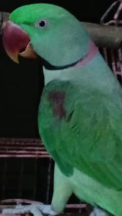 Raw adult male jambo size n firendly