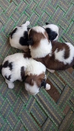 Shihtzu puppies for sale