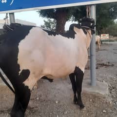 fathejange bulls for sale good hight lenth men khobsort bulls
