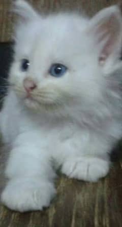 Persian