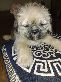 shihtzu puppies for sale