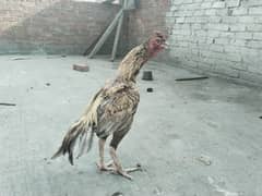 Aseel pair for sale