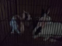 Salam mery pas rabbits ka aik pair hai or 3 babies han