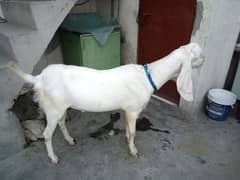 Bakra Rajan puri . age 20 months.