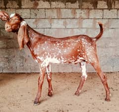 Goat | bakra | sheep | khasi | بکرا | bakry | 200 bakra for sale.