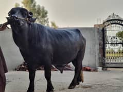 Qurbani Ka Special Buffalos Sunda 10 Maan weight Hai