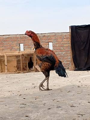 Asi Aseel Birds  Yard