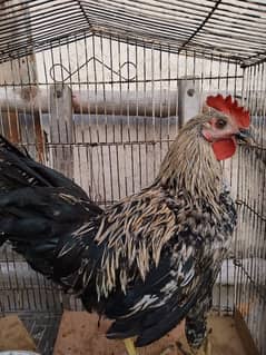 adult Desi murga ready to breed ha