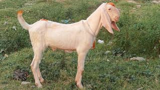 khubsurat donda bakra for sale 03244145082