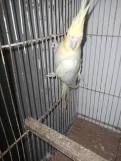 breeder