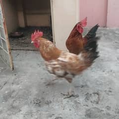 healthy and active male