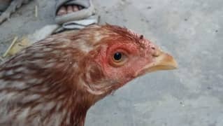Hen