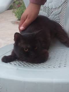 cat for sale