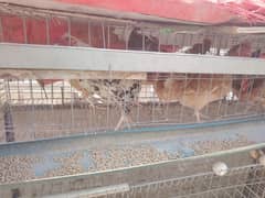 10 female hen golden Misri