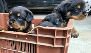 Rottweiler