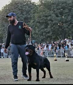 Rottweiler Puppies